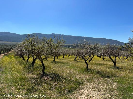 VENTA DE FINCA RUSTICA DE 6,5 HECTAREAS DE ALMENDROS Y ALGUNOS OLIVOS EN DILAR - GRANADA