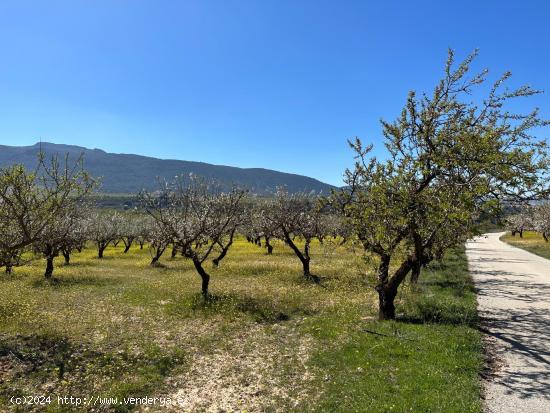 VENTA DE FINCA RUSTICA DE 6,5 HECTAREAS DE ALMENDROS Y ALGUNOS OLIVOS EN DILAR - GRANADA