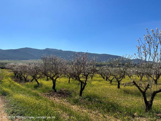 VENTA DE FINCA RUSTICA DE 6,5 HECTAREAS DE ALMENDROS Y ALGUNOS OLIVOS EN DILAR - GRANADA