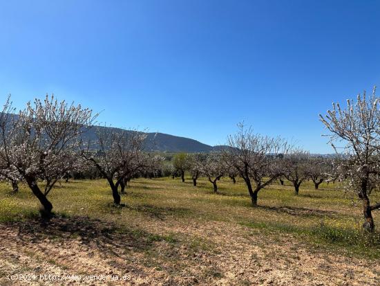 VENTA DE FINCA RUSTICA DE 6,5 HECTAREAS DE ALMENDROS Y ALGUNOS OLIVOS EN DILAR - GRANADA