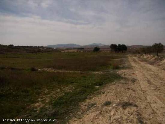  TERRENO RURAL - ALICANTE 