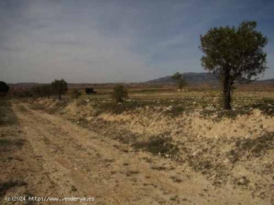 TERRENO RURAL - ALICANTE