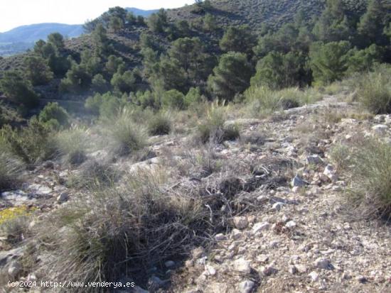 SE VENDE TERRENO EN HONDON DE LAS NIEVES - ALICANTE