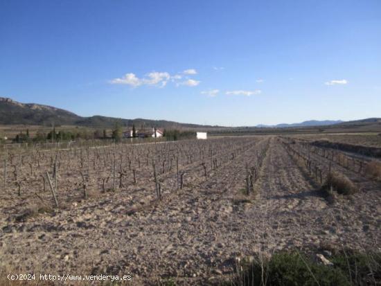  SE VENDE PARCELA EN SALINAS - ALICANTE 