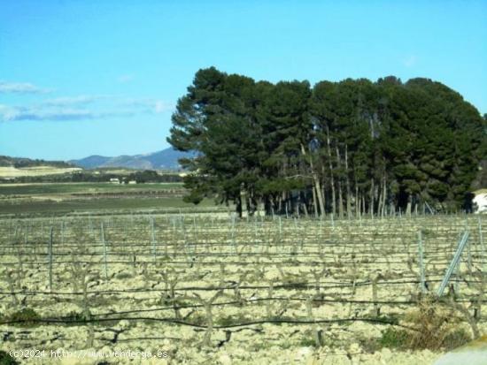  SE VENDE TERRENO EN SALINAS - ALICANTE 