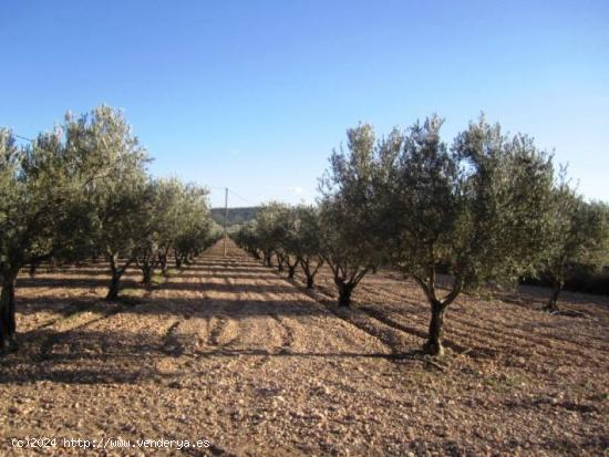 SE VENDE TERRENO EN SALINAS - ALICANTE