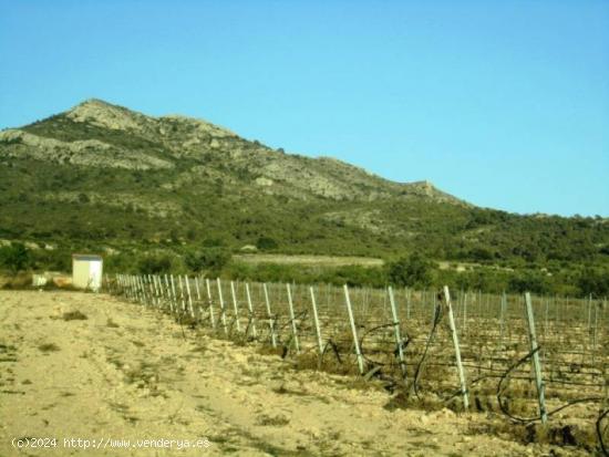 SE VENDE TERRENO EN SALINAS - ALICANTE