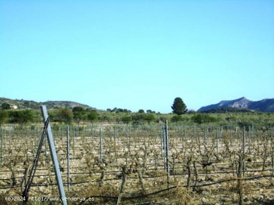 SE VENDE TERRENO EN SALINAS - ALICANTE