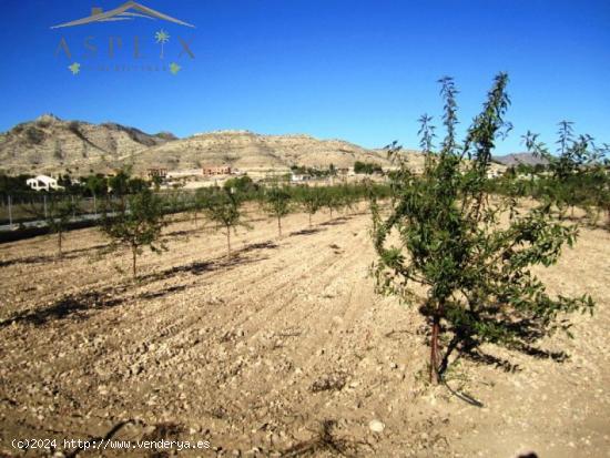 SE VENDE FINCA RÚSTICA EN ASPE - ALICANTE