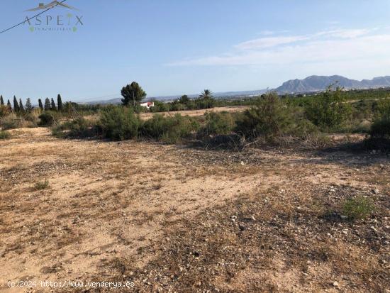 TERRENO EN CREVILLENTE - ALICANTE