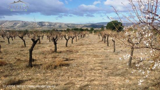 TERRENO EN BIAR - ALICANTE