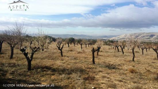 TERRENO EN BIAR - ALICANTE