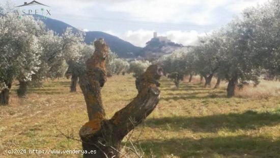  TERRENO EN BIAR - ALICANTE 