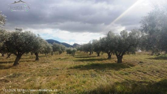 TERRENO EN BIAR - ALICANTE