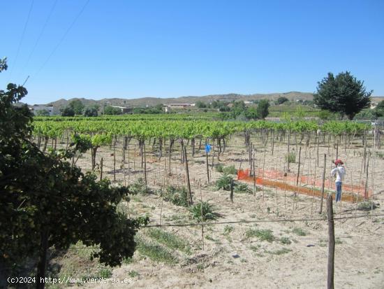  Parcela en producción con viñedos - ALICANTE 