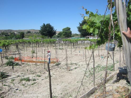 Parcela en producción con viñedos - ALICANTE