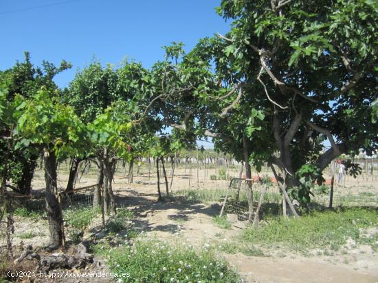 Parcela en producción con viñedos - ALICANTE