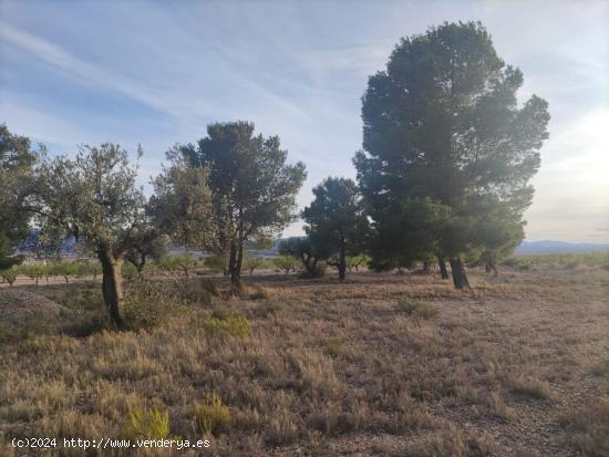 Parcela de terreno en Ubeda  Errada - ALICANTE