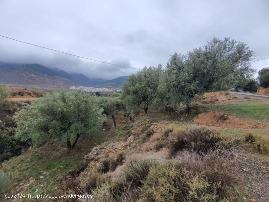  FINCA  RUSTICA EN BENECID DE OLIVOS - ALMERIA 