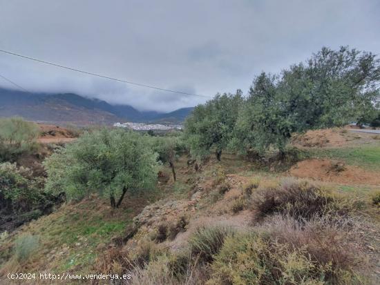 FINCA  RUSTICA EN BENECID DE OLIVOS - ALMERIA