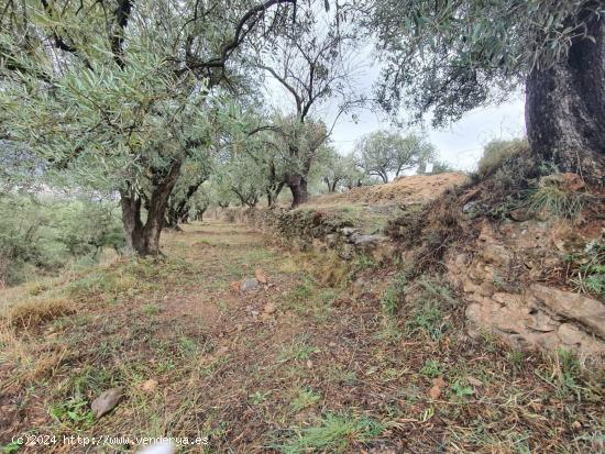 FINCA  RUSTICA EN BENECID DE OLIVOS - ALMERIA