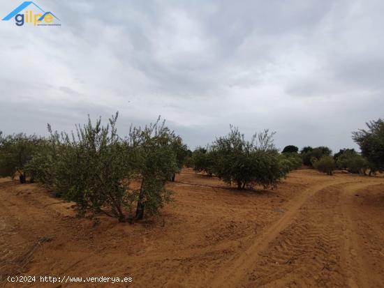  GRAN PARCELA EN EL TERMINO DE ARAHAL- CERCA DE LA HUERTA LAS MONJAS - SEVILLA 