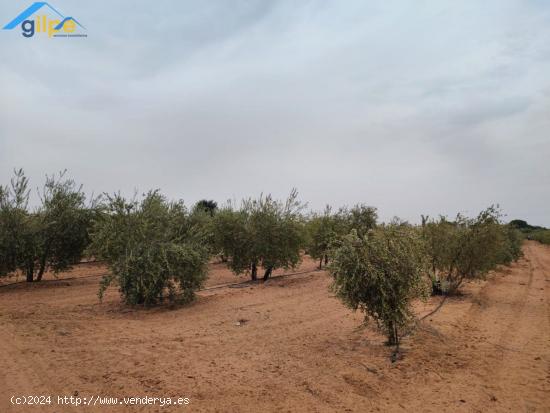 GRAN PARCELA EN EL TERMINO DE ARAHAL- CERCA DE LA HUERTA LAS MONJAS - SEVILLA