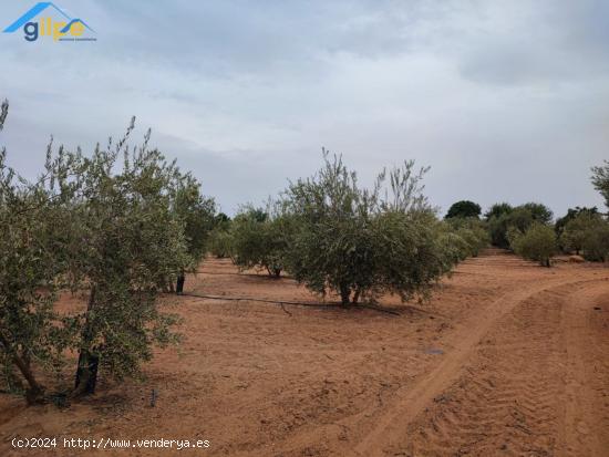 GRAN PARCELA EN EL TERMINO DE ARAHAL- CERCA DE LA HUERTA LAS MONJAS - SEVILLA