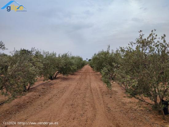 GRAN PARCELA EN EL TERMINO DE ARAHAL- CERCA DE LA HUERTA LAS MONJAS - SEVILLA