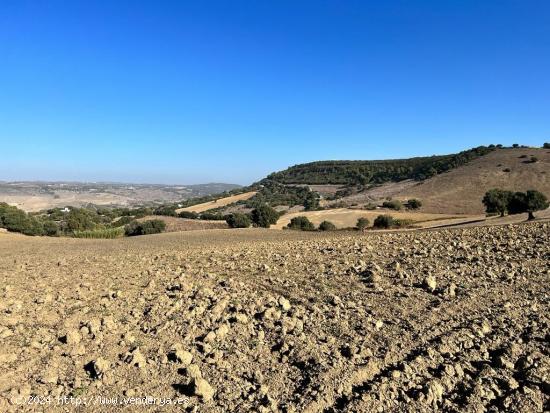 ESTUPENDA PARCELA RUSTICA EN VEJER DE LA FRONTERA - CADIZ