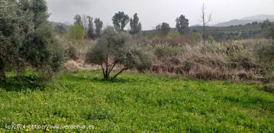 Se vende Parcela en Algodonales - CADIZ