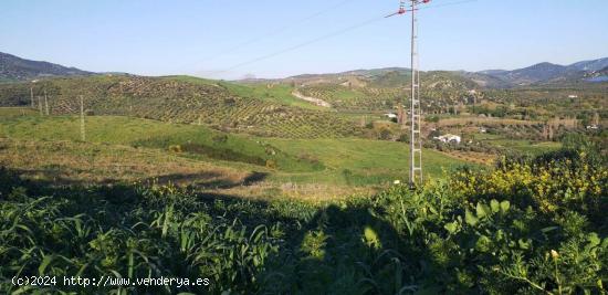  SE VENDE FINCA RUSTICA DE TIERRA DE LABOR EN ZAHARA DE LA SIERRA - CADIZ 