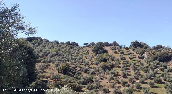 SE VENDE PARCELA EN ALGODONALES - CADIZ