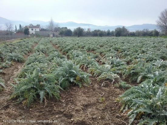 OportUnidad Finca Rústica Pago del Zaidín!!! - GRANADA