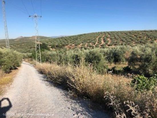  Terreno de Olivos de regadio con 6.601 m2 - GRANADA 