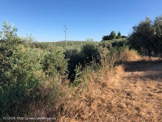 Terreno de Olivos de regadio con 6.601 m2 - GRANADA