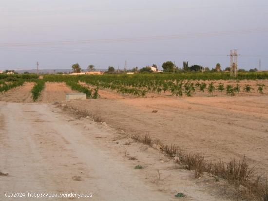  TERRENO A 4 KM. DE ELCHE, EN LAS BAYAS - ALICANTE 