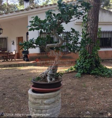  FANTASTICA PARCELA CON CASA Y PISCINA EN PINARES DEL JUCAR - ALBACETE 