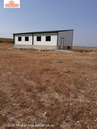 TERRENO EN VENTA EN CRTRA CASAS DE JUAN NUÑEZ A POZO LORENTE CON ALMENDROS Y OLIVOS - ALBACETE