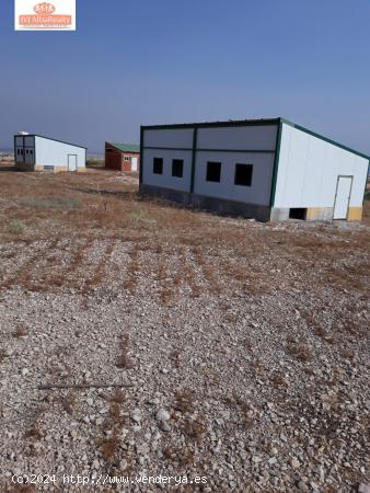 TERRENO EN VENTA EN CRTRA CASAS DE JUAN NUÑEZ A POZO LORENTE CON ALMENDROS Y OLIVOS - ALBACETE