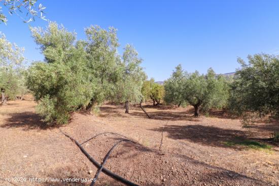 SE VENDE FINCA DE REGADIO EN PRODUCION CON CORTIJO EN ABRUCENA - ALMERIA