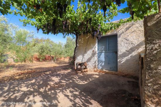 SE VENDE FINCA DE REGADIO EN PRODUCION CON CORTIJO EN ABRUCENA - ALMERIA