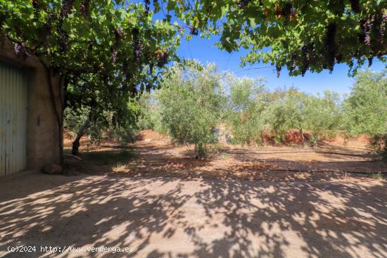 SE VENDE FINCA DE REGADIO EN PRODUCION CON CORTIJO EN ABRUCENA - ALMERIA