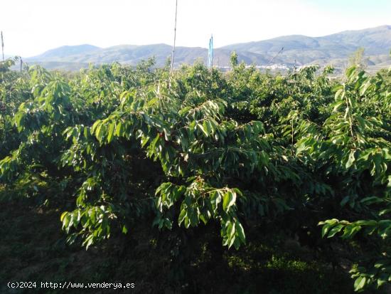 Finca en la Vega de Abrucena - ALMERIA