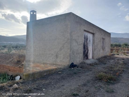 SE  VENDE FINCA RUSTICA CON OLIVOS EN ABRUCENA - ALMERIA