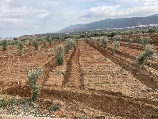 SE  VENDE FINCA RUSTICA CON OLIVOS EN ABRUCENA - ALMERIA