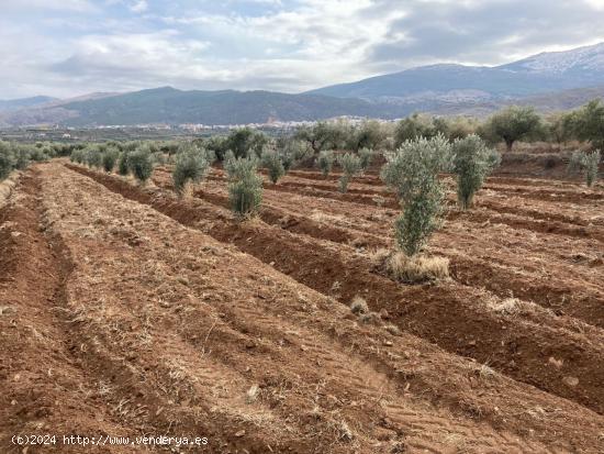 SE  VENDE FINCA RUSTICA CON OLIVOS EN ABRUCENA - ALMERIA