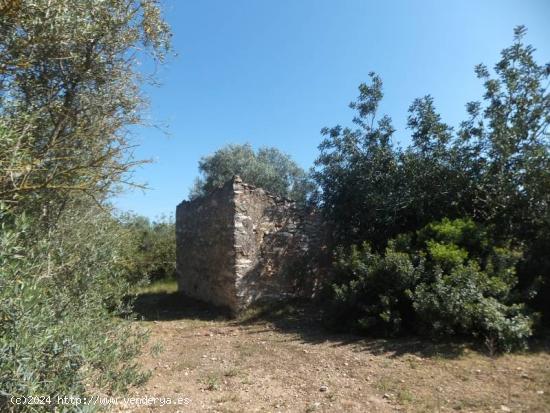 FINCA RÚSTICA CON VISTAS AL DELTA DEL EBRO - TARRAGONA