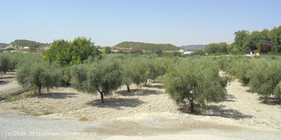 Impresionante terreno urbanizable y actualmente con producción de olivos en Caravaca de la Cruz - M