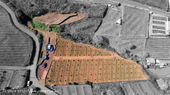 Finca 4.000m2 sembrada con papas, aguacateros y viñas en El Sauzal - SANTA CRUZ DE TENERIFE